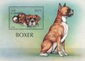Boxer