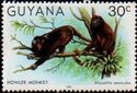 Guianan Red Howler Monkey (Alouatta seniculus)