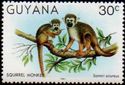 Guianan Squirrel Monkey (Saimiri sciureus)