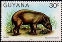 Tapir (Tapirus terrestris)