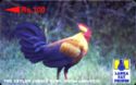 Jungle Fowl