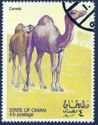 Camels