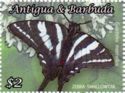 Zebra Swallowtail (Eurytides marcellus)