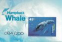 Humpback Whale (Megaptera novaeangliae)