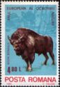 European Bison (Bison bonasus)