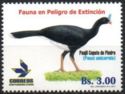 Horned Curassow (Pauxi unicornis)