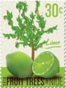 Fruit Trees - Lime