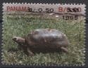 Red-footed Turtle (Chelonoidis carbonaria) - surcharged