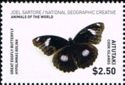 Great Eggfly Butterfly (Hypolimnas bolina)