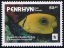 Bennett's Butterflyfish (Chaetodon bennetti)