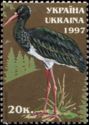 Black Stork (Ciconia nigra)