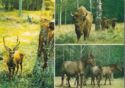 Bialowieza Forest Animals