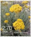 Helichrysum italicum