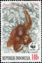 Bornean Orangutan (Pongo pygmaeus)