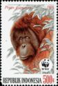 Bornean Orangutan (Pongo pygmaeus)