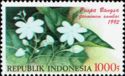 Arabian jasmine (Jasminum sambac)