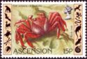 Sally Lightfoot Crab (Grapsus grapsus)