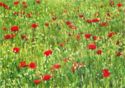 Red Poppies and Chamomile