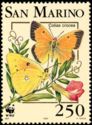 Clouded Yellow (Colias crocea)