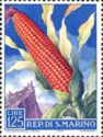 Corncob (Zea mays)