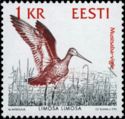 Black-tailed Godwit (Limosa limosa)