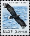 White-tailed Eagle (Haliaeetus albicilla)
