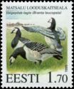 Barnacle Goose (Branta leucopsis) 