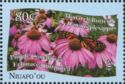 Monarch (Danaus plexippus), Purple Coneflower (Echinacea pur