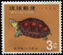 Chinese Box Turtle (Cuora flavomarginata) 