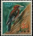 Okinawa Woodpecker (Dendrocopos noguchii)