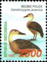 Lesser Whistling Duck (Dendrocygna javanica)