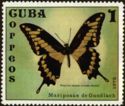 Cuban Thoas Swallowtail (Papilio thoas oviedo)