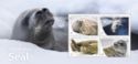 Crabeater Seal