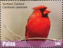 Northern Cardinal (Cardinalis cardinalis)