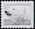 Polar Bear (Ursus maritimus)