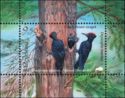 Black Woodpecker (Dryocopus martius)
