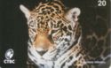 Onça Pintada - N 09