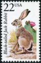 Black-tailed Jackrabbit (Lepus californicus)