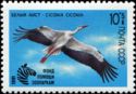 White Stork (Ciconia ciconia)