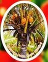 Coconut Palm (Cocos nucifera)