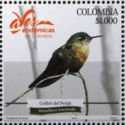 Perijá Metaltail (Metallura iracunda)