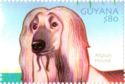 Afghan Hound