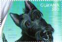 Scottish Terrier