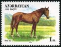 Don Horse (Equus ferus caballus)