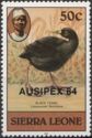 Black Crake (Limnocorax flavirostra)