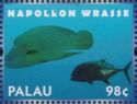 Napoleon Wrasse (Cheilinus undulatus)