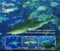 Sharks of Palau