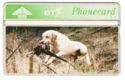 Gundogs - Labrador Retreiver