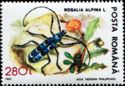 Alpine longhorn beetle (Rosalia alpina)