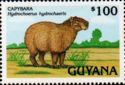 Greater Capybara (Hydrochoerus hydrochaeris)